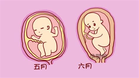 38周胎儿图片