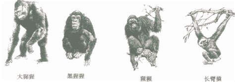 猿与人的基因哪个多,请问如果人是猩猩进化来的