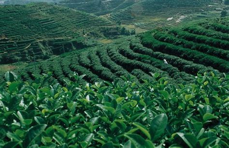 茶叶适合种植在什么地方,有哪些有名的地方品种