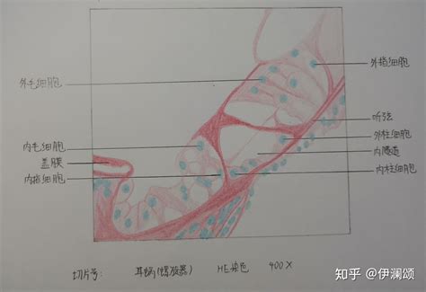 肾小管切片手绘图