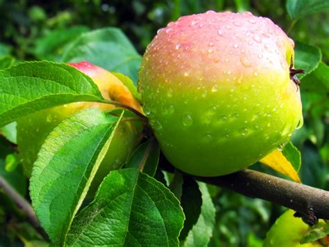 室内盆栽青苹果该怎么养?叶子越来越稀疏,该怎么样抢救,这种植物一般什么时候浇一次水,适合的温度大概在什么阶段?谢谢