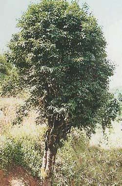 铁观音茶树能活多少年,茶树可活多少年