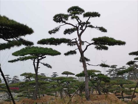 黑松是不是国家一级保护植物