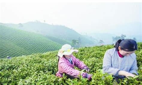 今年的西湖龙井春茶产量160吨左右,西湖龙井春茶什么时候