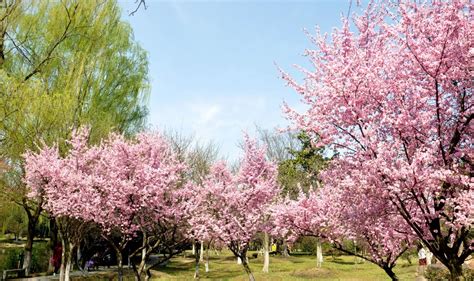 我国花卉现状及发展前景和方向