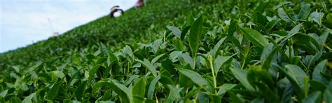 种植茶叶一亩收入多少,茶叶一亩收入有多少