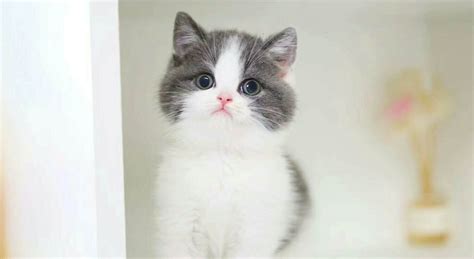 英国短毛猫幼猫多少钱一只,英国短毛猫好养吗