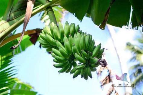 什么农药能杀死香蕉树,有什么方法杀死香蕉树