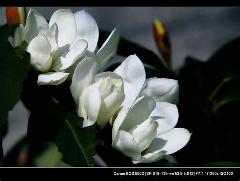 洁白无瑕的梨花-写物作文500字(合集4则)