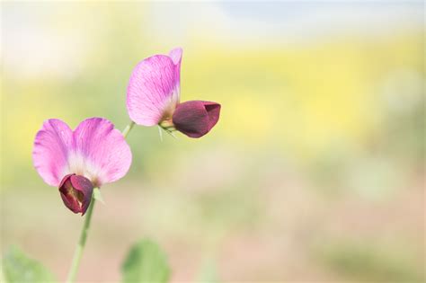 什么是花豌豆?