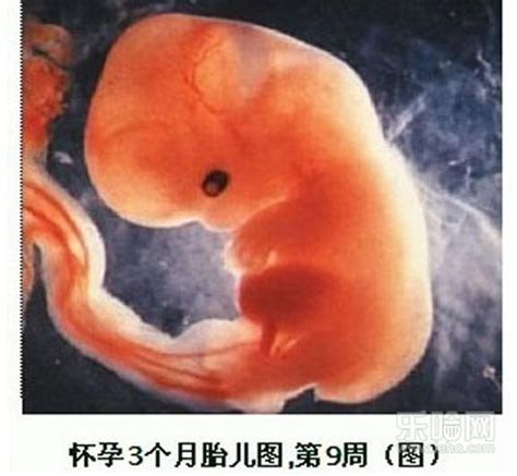 三个月的胎儿胎教