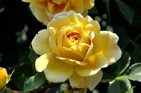 黄玫瑰图片，怎么做黄玫瑰才好吃 黄玫瑰的做法步骤