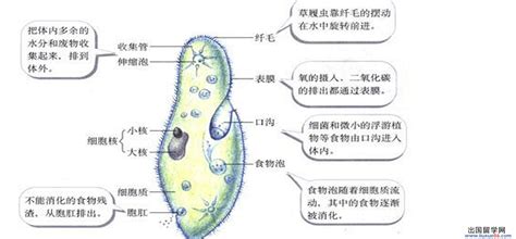 如图为草履虫的结构示意图,请据图回答有关问题:(1)草履虫以细菌和微小浮游植物为食,食物从口沟进入