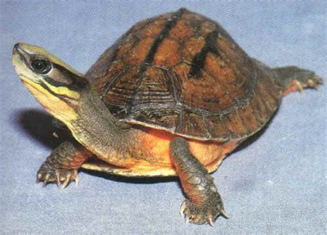龟叠龟 为什么,为什么龟会叠在一起