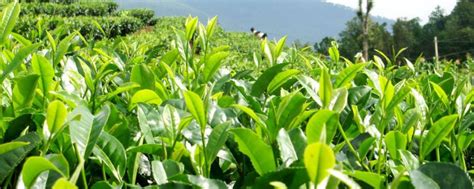 什么对茶树的生长有一定的影响,茶树在什么地方生长