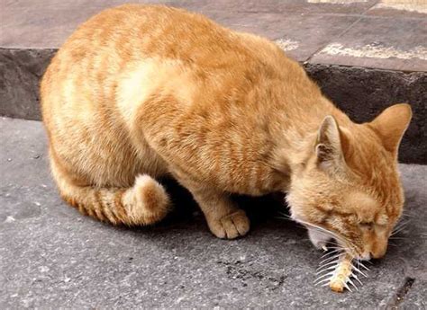 猫咪可以吃松茸吗,猫可以吃松茸吗