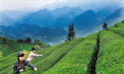 茶叶的产地在哪个省,十大茶叶品牌排行榜