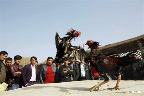 刀郎故里：新疆阿瓦提县发展特色文化旅游显成效