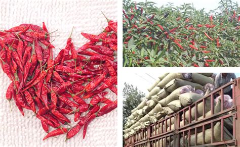 夏季干辣椒面生了蟲子還可以食用嗎?