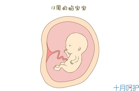 32周胎儿停止发育胎心正常