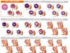 胎儿发育过程和图片