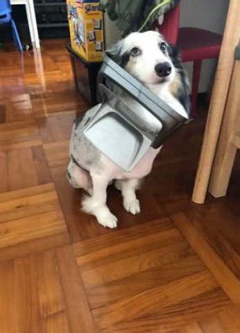 狗狗捡垃圾吃怎么办,为什么狗狗喜欢捡垃圾吃