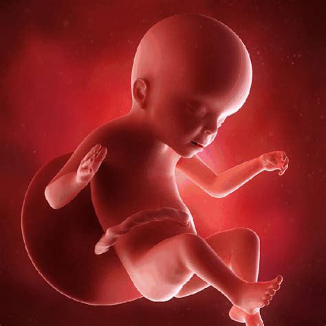 怀孕11周的胎儿模型