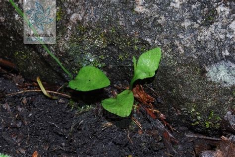 长白山上有种名叫狭叶瓶尔的小草