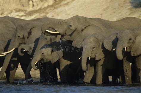 非洲的大象为什么这么容易就被杀,非洲大象停止长牙