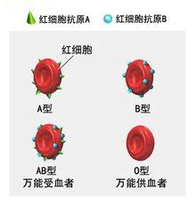 孕妇a型血rh阳性危险吗