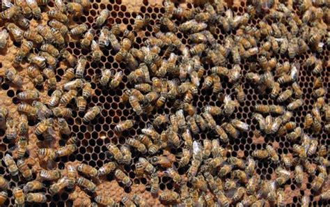 控制蜜蜂分蜂的三个方法,蜜蜂怎么控制