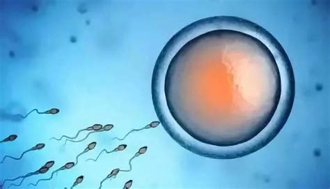 想要有高质量的精子卵子怎么做好