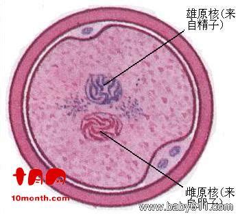 儿童发育食谱,儿童营养食谱有哪些