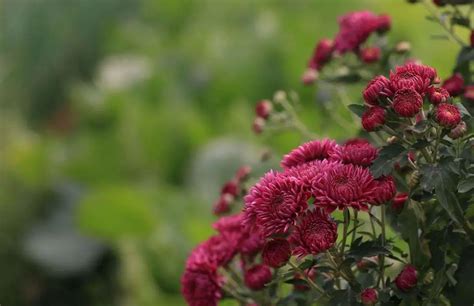 绣球菊、线菊、金背大红、金背蟹爪、千头菊的资料