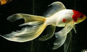 金魚養多久生孩子?