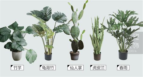 是什么植物?