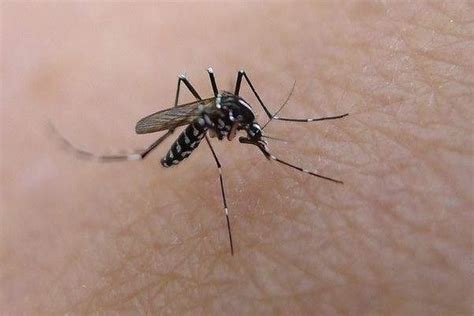 蚊子怎么形成的,家里的蚊子怎么来的