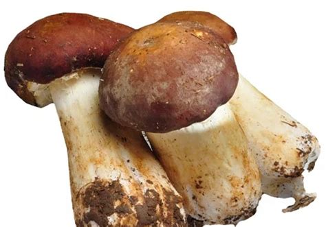 松茸蘑菇味道,炒松茸蘑菇的做法
