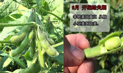 种植豆角,需要施什么肥