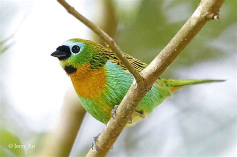 巴西自然野生动物观赏&摄影分享会