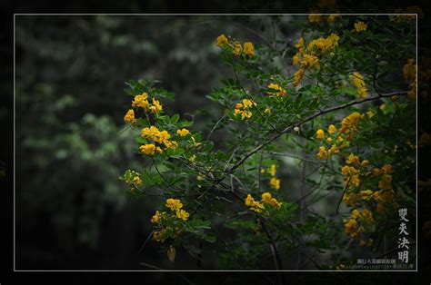 蟾蜍与蛇灭门(野决明)