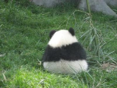 熊猫为什么总是背冲人,熊猫和棕熊体形一样