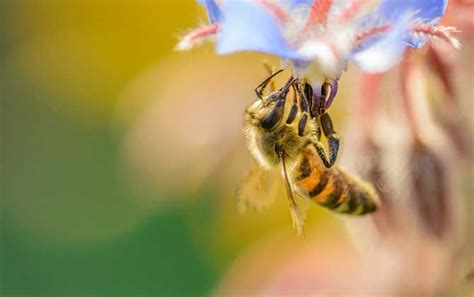 蜜蜂怎么酿蜜,蜂蜜是蜜蜂怎么造出来的