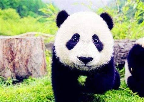 国宝大熊猫-小动物作文300字(合计5篇)