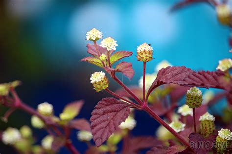 谁能整理一下各种花的开花时间（月份）