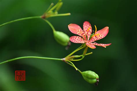 这是什么花?一种橙色,带虎皮,茎很细,花朵向天开,不是向下垂!!!