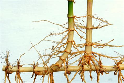竹子为什么有竹节,有什么最快的方法
