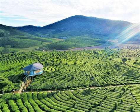 贵州省哪个县产茶,中国第一大产茶县在哪吗