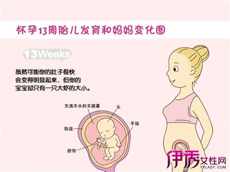 孕期胎儿发育图1到10个月