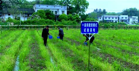 昆明松茸多少一公斤 松茸第一县